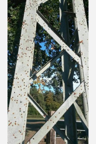 Angelique Willamowski hat hunderte Marienkäfer fotografiert, die sich einen Platz in der Sonne gesucht haben. 