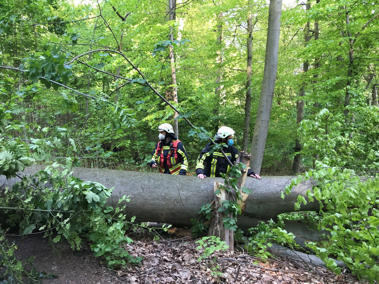 Dieser Baum ist in Bochum einfach umgestürzt, hätte fast eine Spaziergängerin erschlagen.