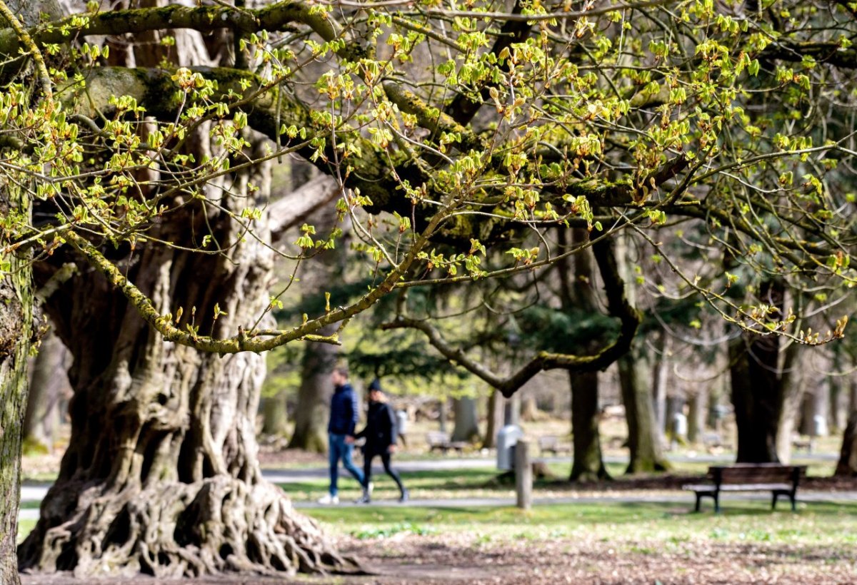 Bochum Park.jpg