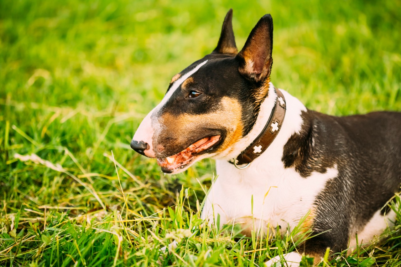 Eine Influencerin ließ ihren kerngesunden Hund einschläfern. (Symbolfoto)