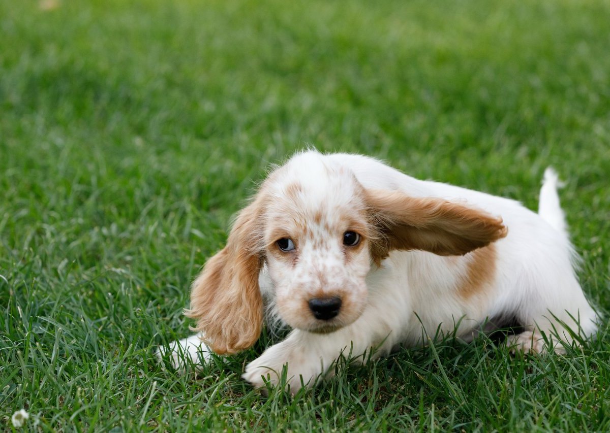 Cocker Spaniel.jpg