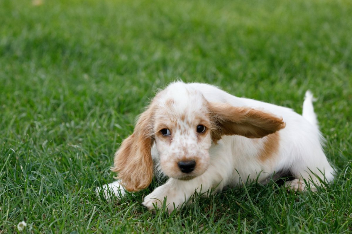 Cocker Spaniel.jpg