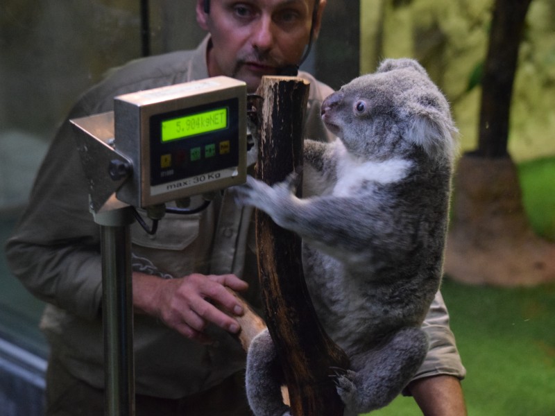 Auch die großen Koalas werden gewogen.