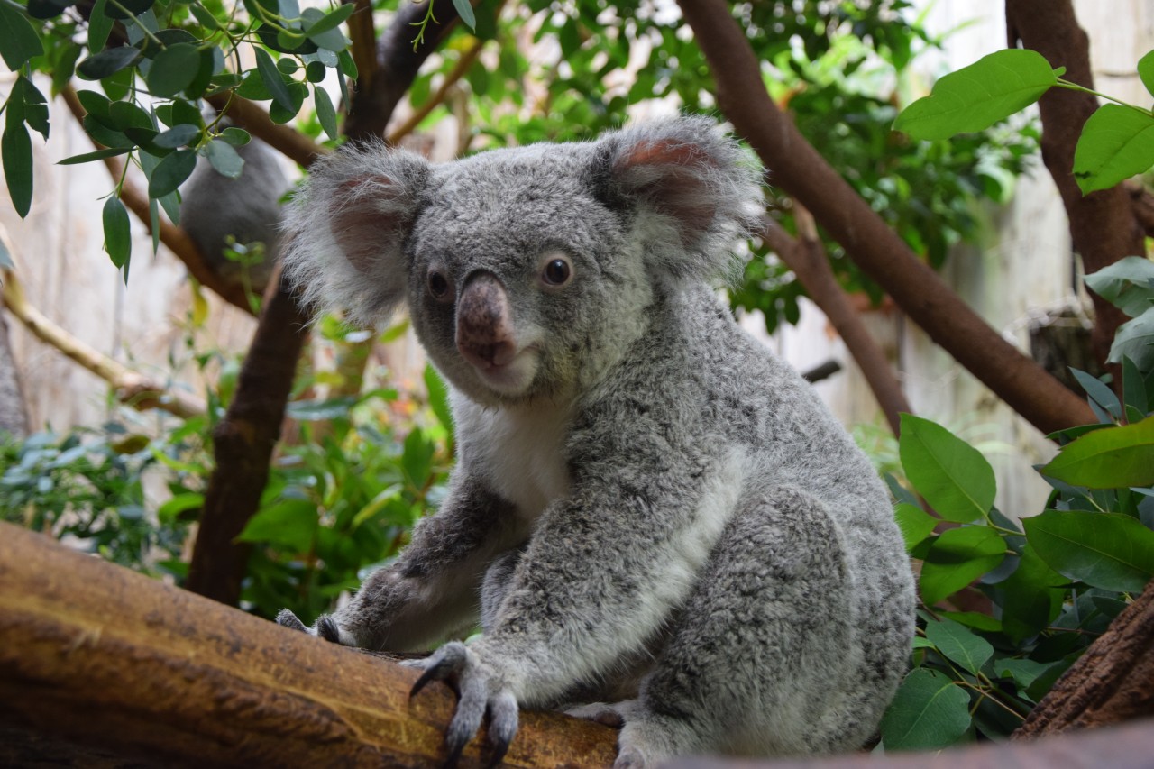 Der zehnjährigen Koala-Dame Iona konnte nicht mehr fressen.