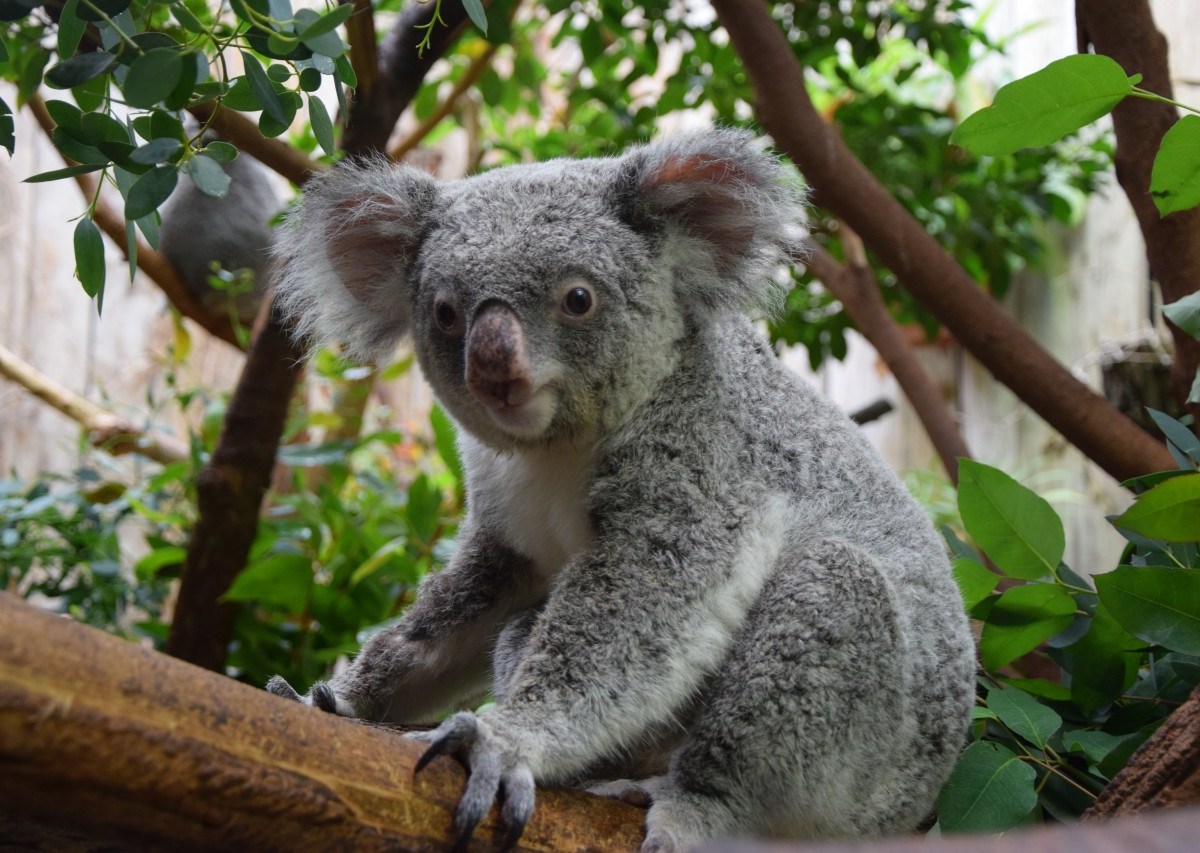 Der zehnjährigen Koala-Dame Iona konnte nicht mehr fressen.