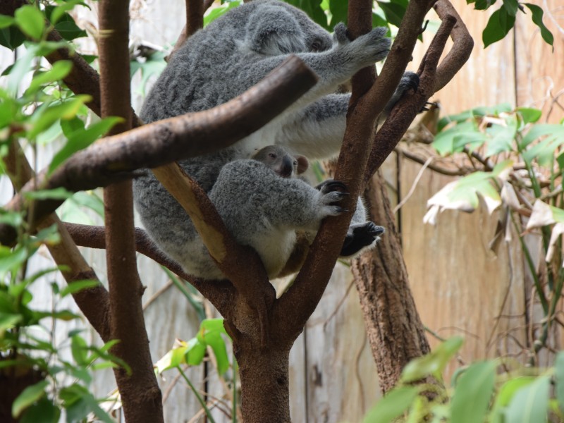 Da ist ein kleiner Koala wach.