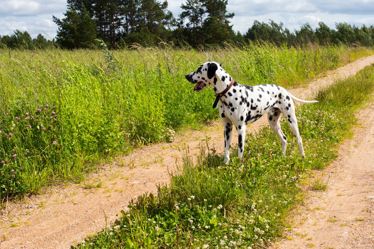 Ein Hund wurde von einem Polizisten erschossen. (Symbolbild)