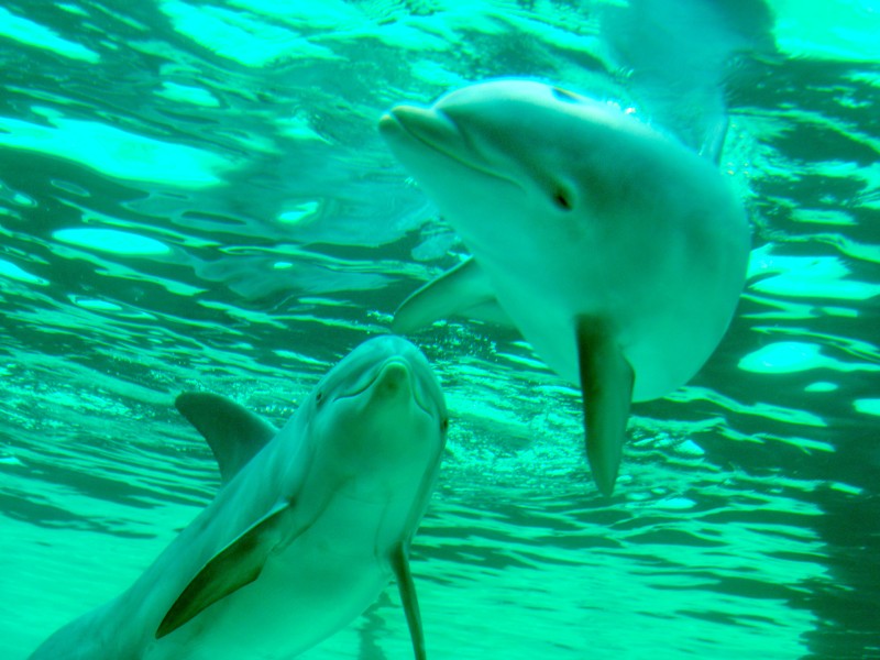 Seit Mitte März schwimmen die im Spätsommer 2011 geborenen Jungdelfine Dörte, Diego und Darwin gemeinsam mit ihren sechs Artgenossen durch das Mehrbeckensystem im Delfinarium des Duisburger Zoos.