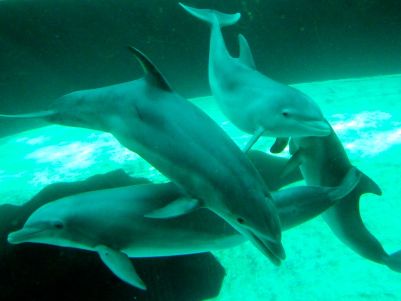 Seit Mitte März schwimmen die im Spätsommer 2011 geborenen Jungdelfine Dörte, Diego und Darwin gemeinsam mit ihren sechs Artgenossen durch das Mehrbeckensystem im Delfinarium des Duisburger Zoos.