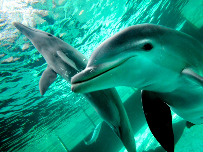 Seit Mitte März schwimmen die im Spätsommer 2011 geborenen Jungdelfine Dörte, Diego und Darwin gemeinsam mit ihren sechs Artgenossen durch das Mehrbeckensystem im Delfinarium des Duisburger Zoos.