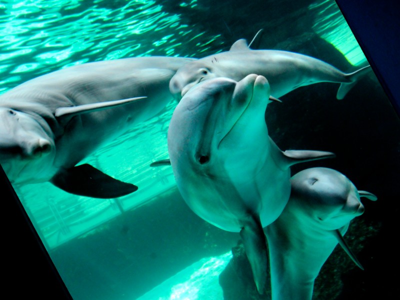 Seit Mitte März schwimmen die im Spätsommer 2011 geborenen Jungdelfine Dörte, Diego und Darwin gemeinsam mit ihren sechs Artgenossen durch das Mehrbeckensystem im Delfinarium des Duisburger Zoos.