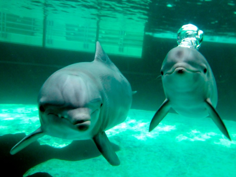 Seit Mitte März schwimmen die im Spätsommer 2011 geborenen Jungdelfine Dörte, Diego und Darwin gemeinsam mit ihren sechs Artgenossen durch das Mehrbeckensystem im Delfinarium des Duisburger Zoos.