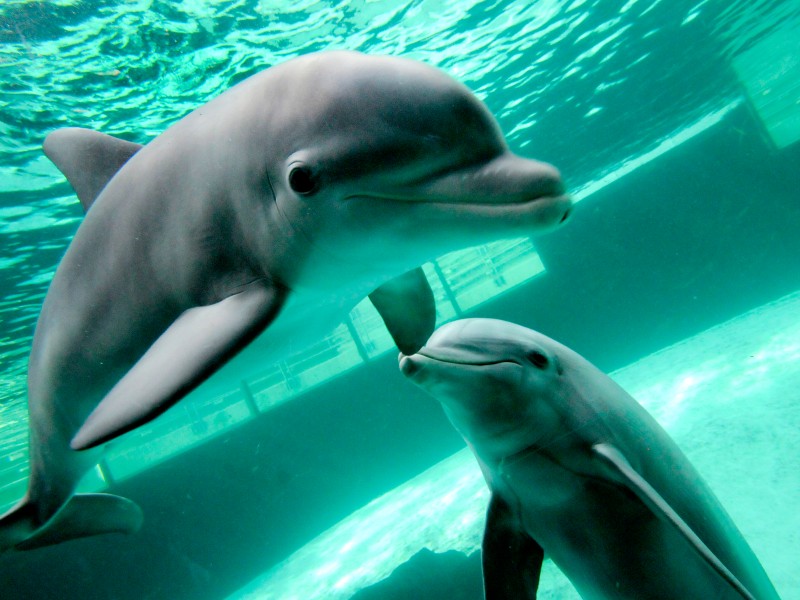 Seit Mitte März schwimmen die im Spätsommer 2011 geborenen Jungdelfine Dörte, Diego und Darwin gemeinsam mit ihren sechs Artgenossen durch das Mehrbeckensystem im Delfinarium des Duisburger Zoos.