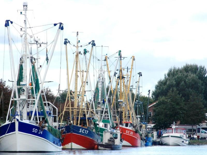 Der Hafen von Büsum ist Heimat für rund 50 Krabbenkutter.