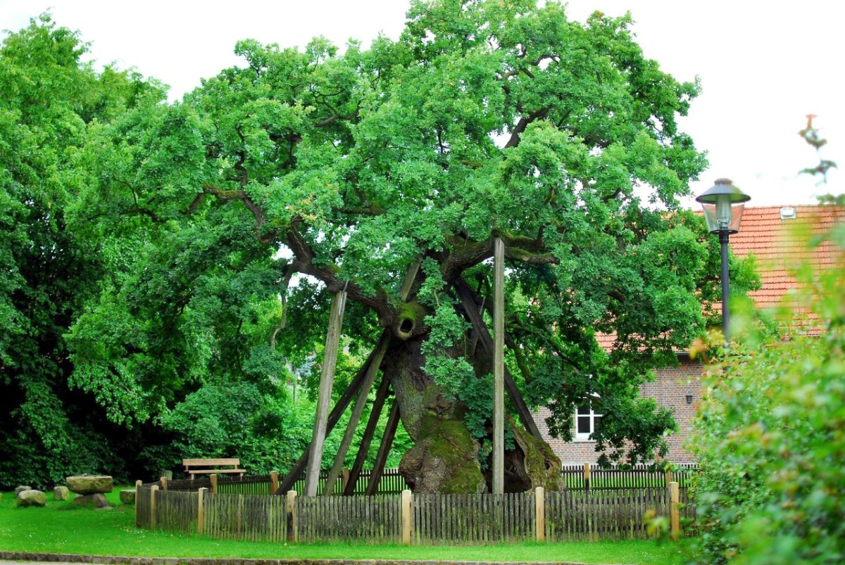 Die Femeiche in Raesfeld Erle.jpg