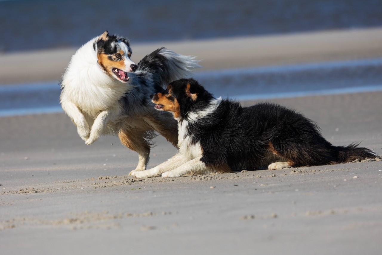 Ein Australian Shepherd hat eine Frau in Dortmund ins Gesicht gebissen. (Symbolbild)