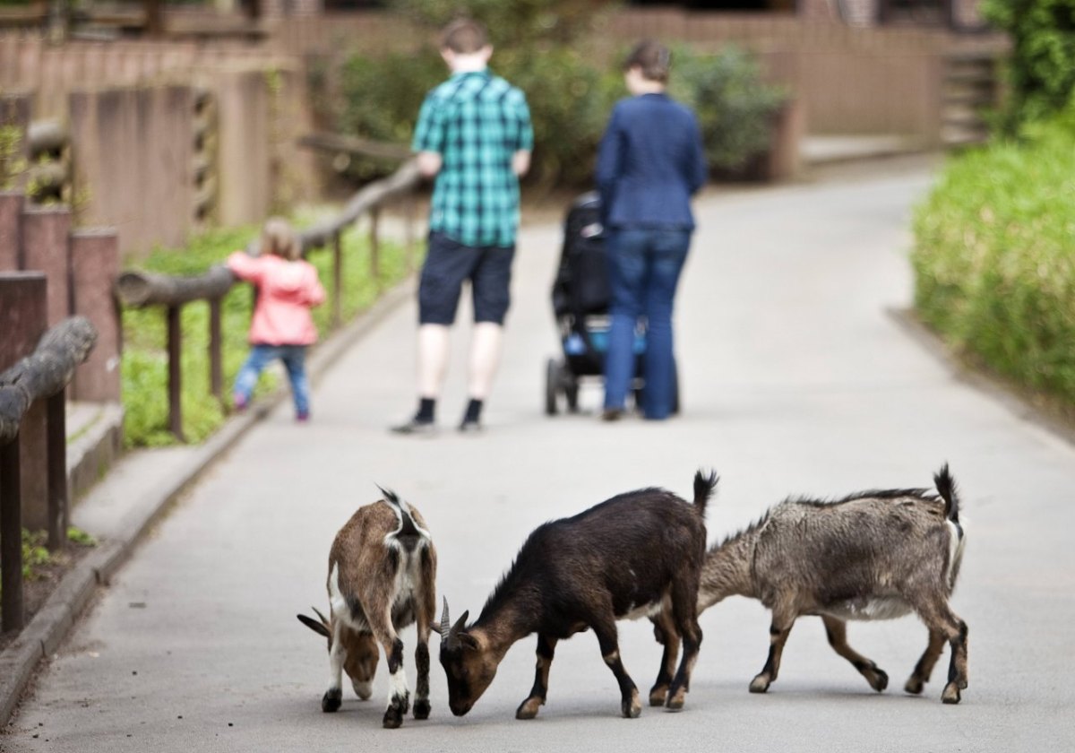 Dortmund-Zoo-Ziegen.jpg