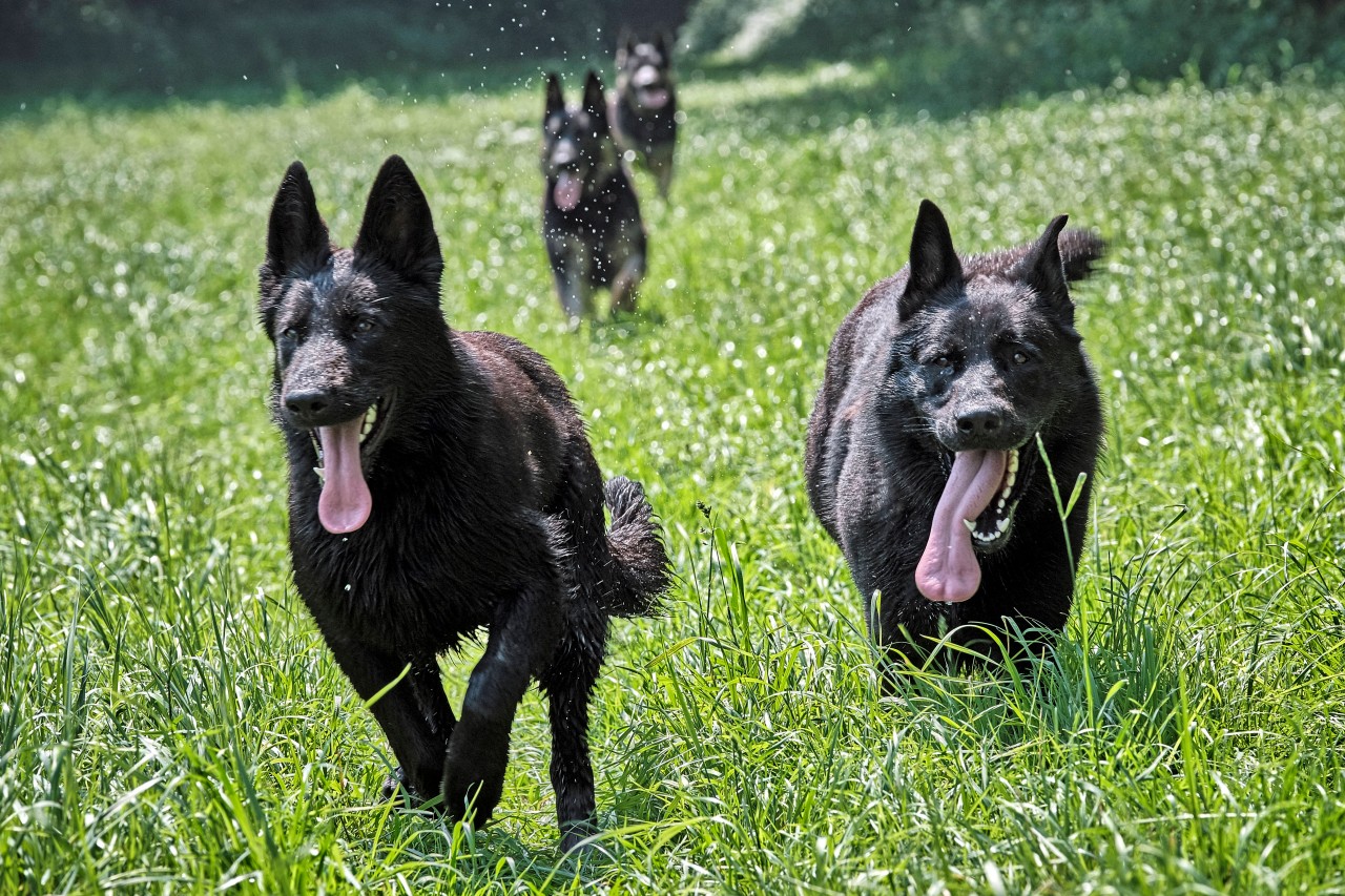 Auch in Duisburg setzten die Beamten bei den Polizeihunden gerne auf Schäferhunde. (Symbolbild) 