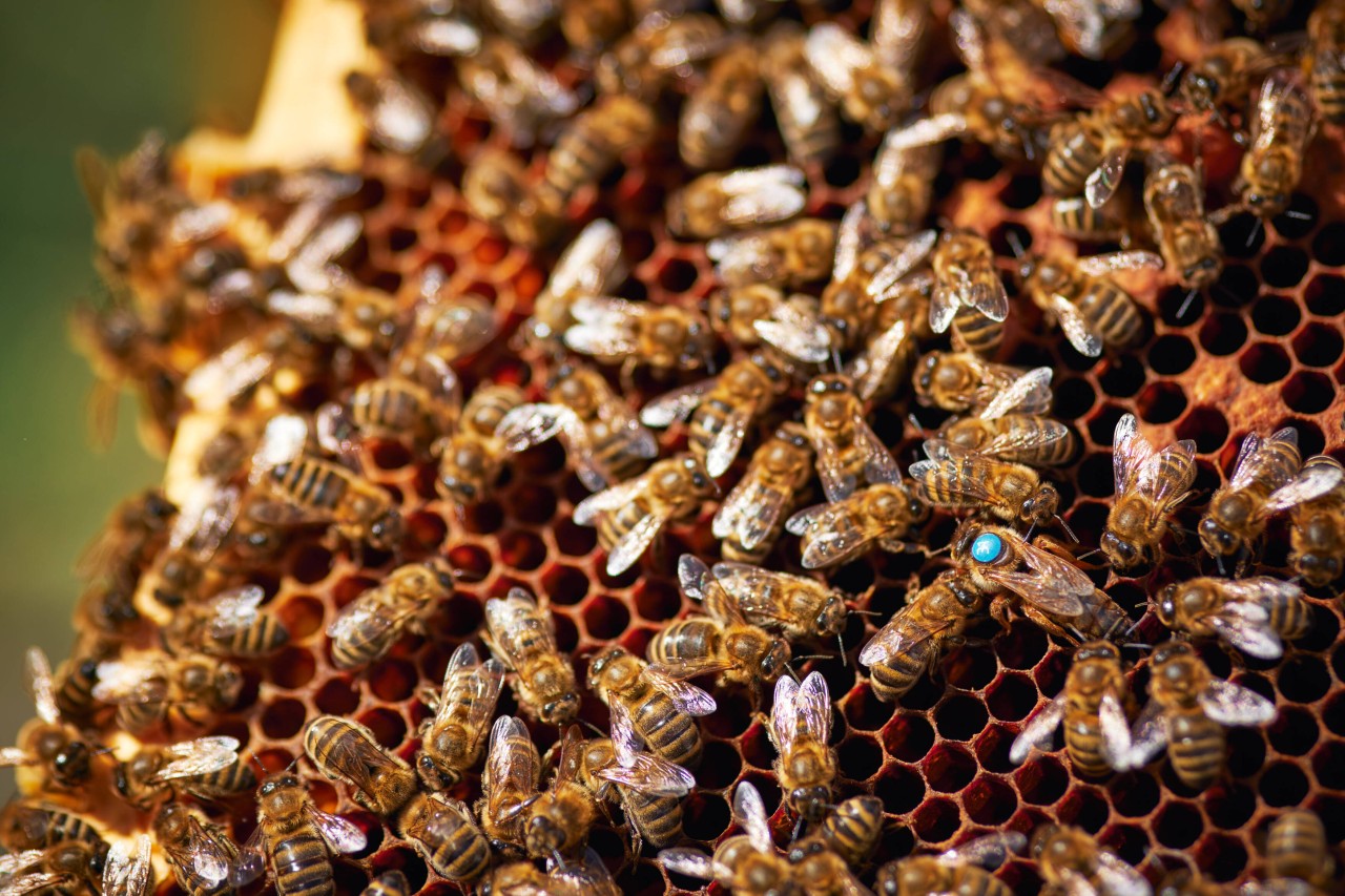 Für den Earth Day 2021 nahm der Musiker Martin Stimming das Gesumme der Bienen seines Vaters auf, (Symbolbild)