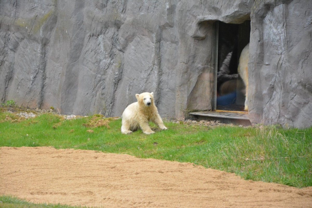 Eisbär Nanook.jpg