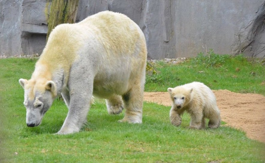 Eisbärbaby Nanook-Zoom.jpg