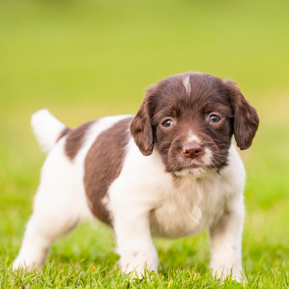 Um sie als Zuchthündin zu benutzen und mit den süßen Welpen Geld zu verdienen, wurde eine English Springer Spaniel-Hündin ihrem Besitzer gestohlen. (Symbolbild)