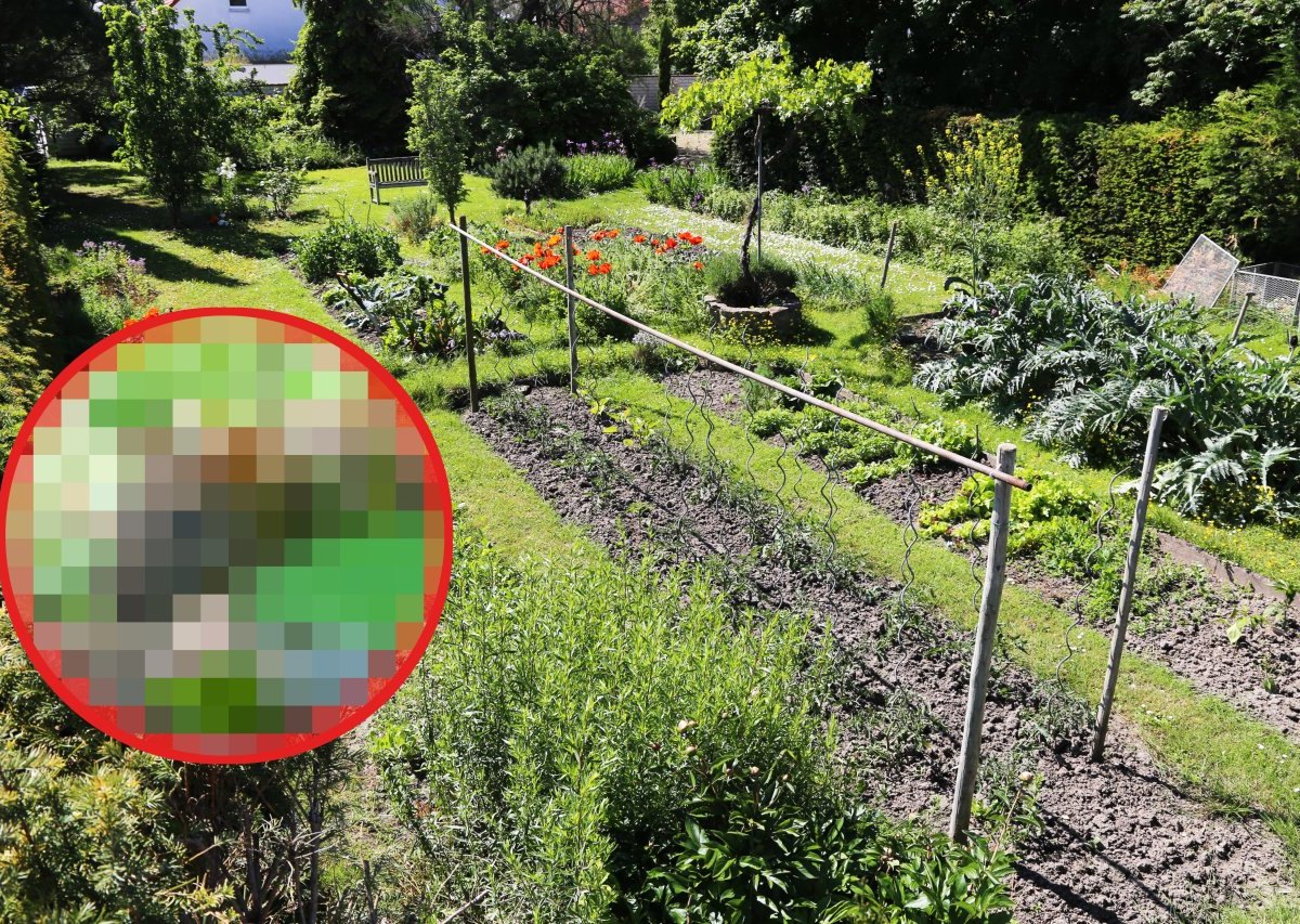 Essen: Wer gräbt im Garten Löcher?