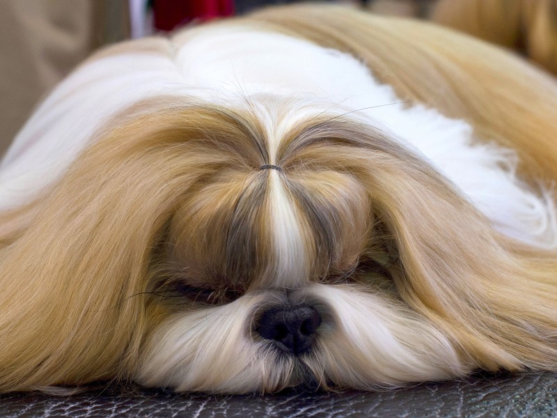 Ein anstrengendes und aufregendes Unterfangen – dieser Hund macht erschöpft ein Päuschen. 