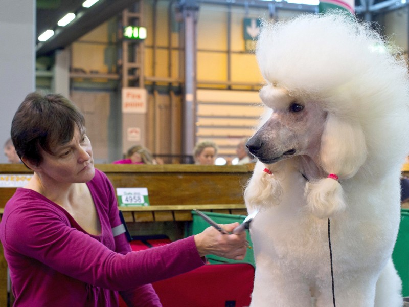 ...oder groß, wie dieser Königspudel: Die Cruft’s Show in Birmingham ist das Ereignis für Hundebesitzer, die aus aller Welt angereist kommen.