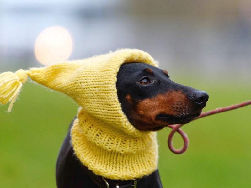 ...hätte Terrier Mable mit seiner gelben Pudelmütze bestimmt gute Chancen.