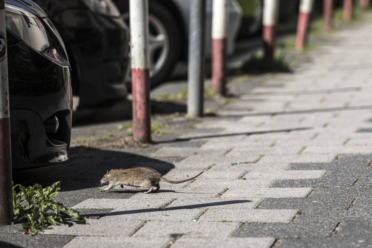 Eine Straße in Gelsenkirchen verkommt im Müll - die Ratten freut es. (Symbolbild)