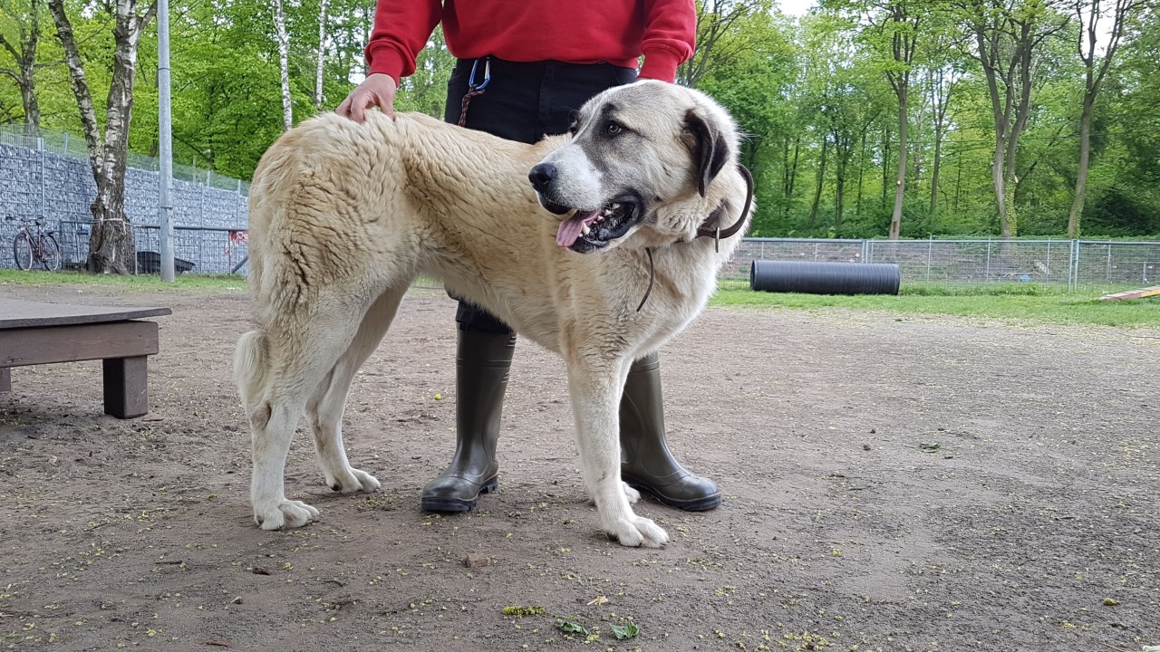 Insgesamt leben 10 Kangale im Tierheim Gelsenkirchen.