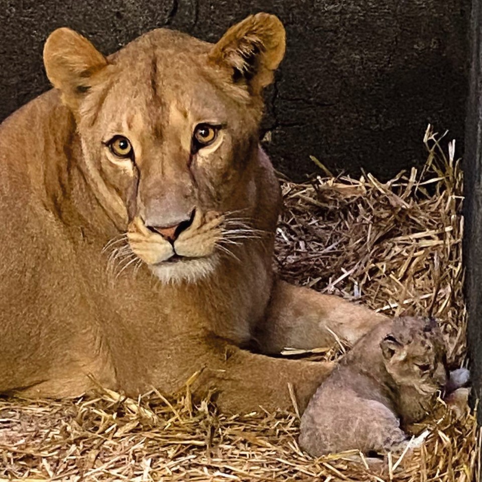Zoom Gelsenkirchen: Löwin Fiona wird trotz Verhütung dreifach Mama. 