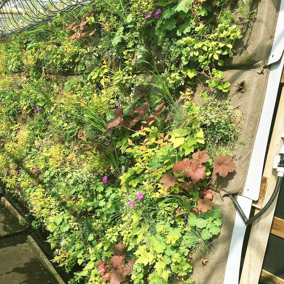 Die Pflanzen für die GreenWall, die Außenfassade des neuen Filiale, sind schon am sprießen.   