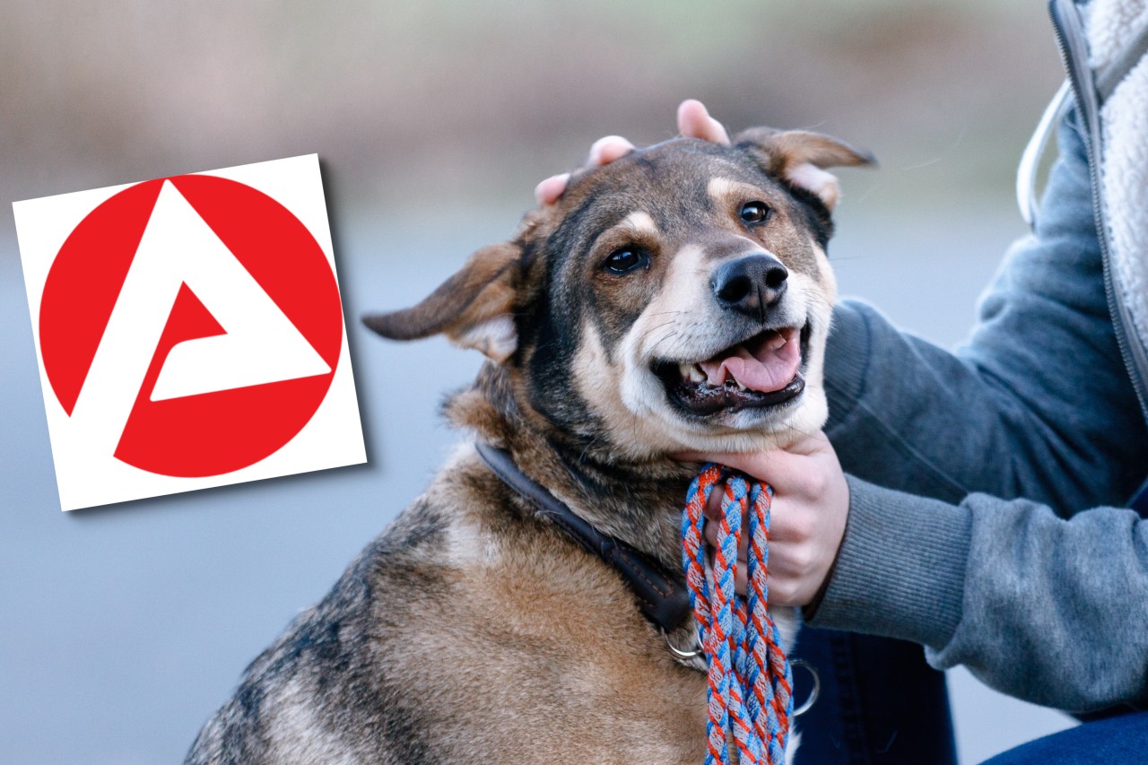 In Berlin gibt es eine neue Regelung zur Hundesteuer. 