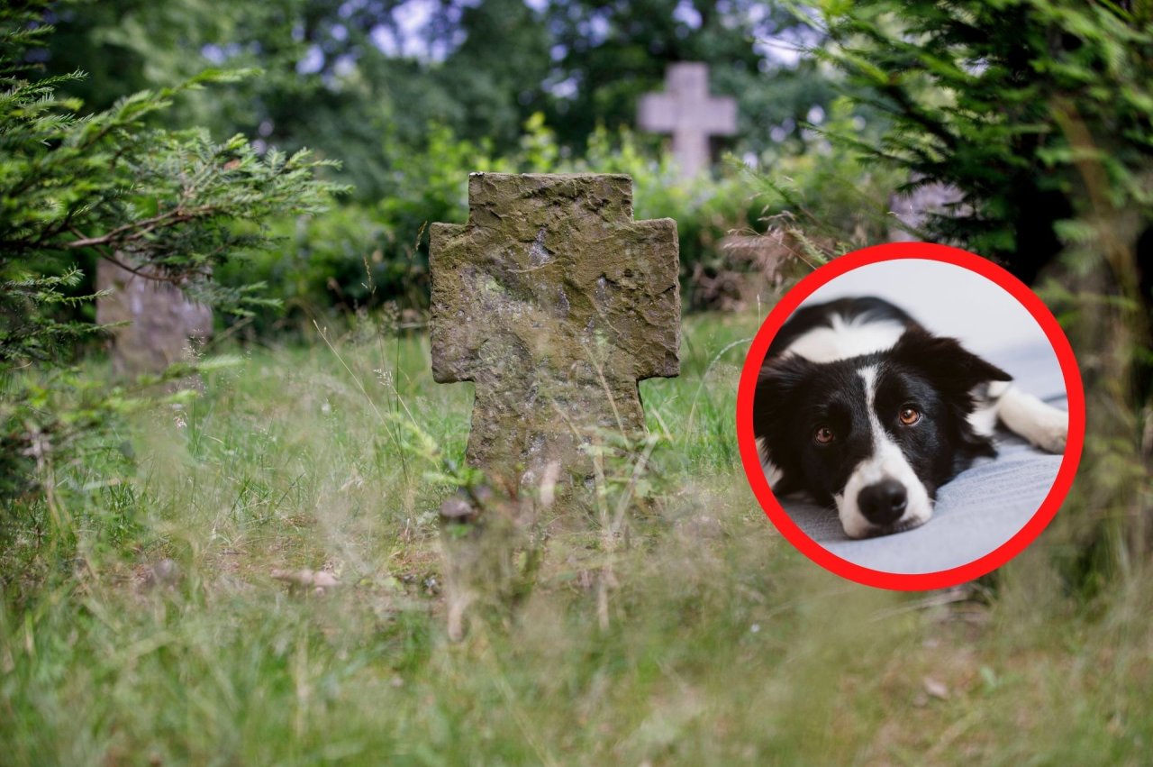 Hund liegt auf Grab seines Herrchens (22) Foto ist herzzerreißend