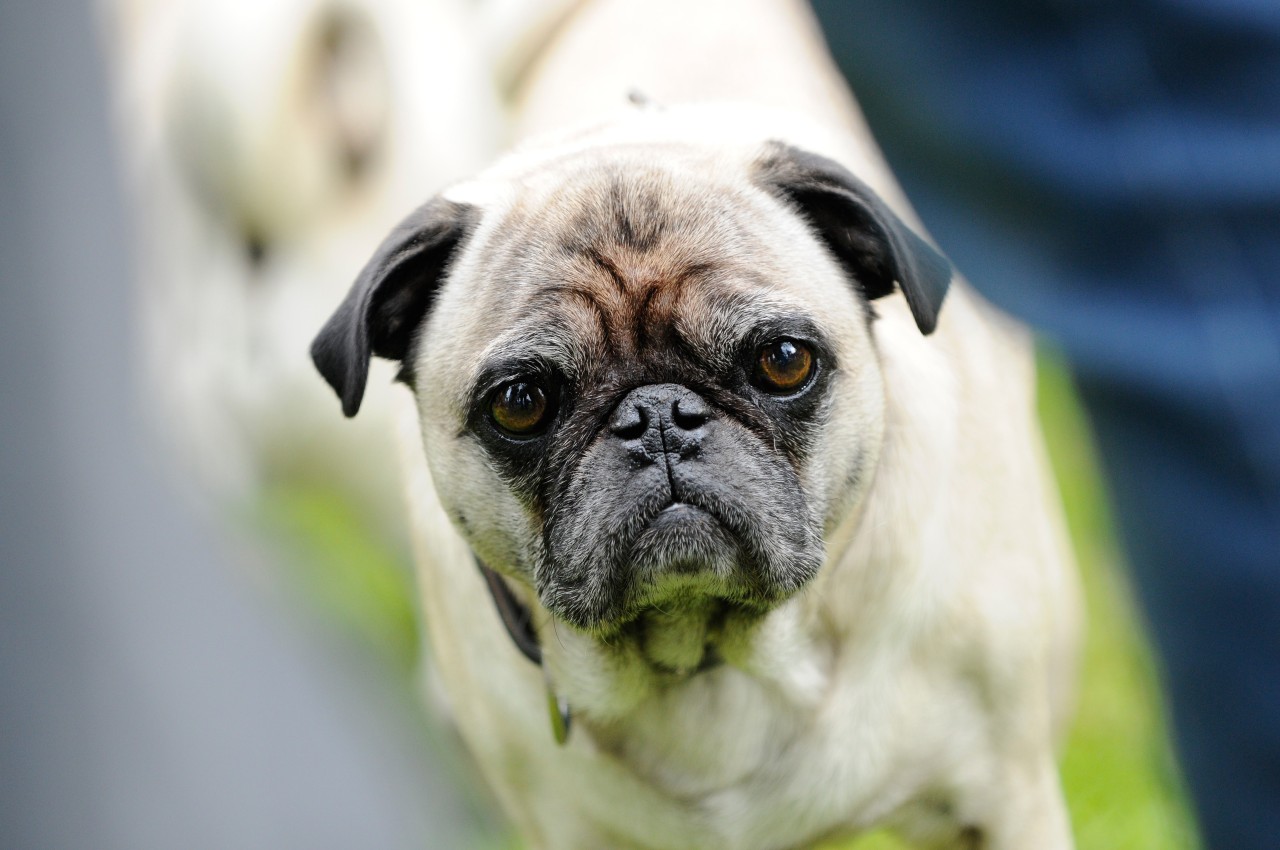 Eine Frau hat aus Rache den Hund ihres Ex-Freundes getötet. (Symbolbild)