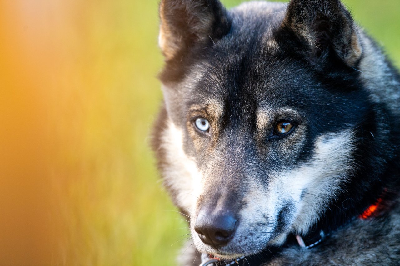 Hund Das Ist Der Beliebteste Name Der Deutschen Für Ihren Vierbeiner Derwestende 2028