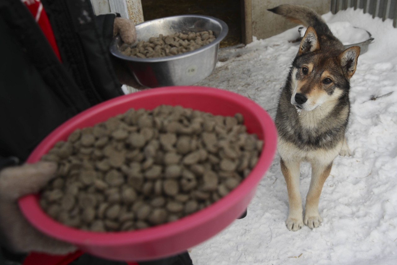 Du solltest ganz genau darauf achten, was du deinem Hund zu fressen gibst. (Symbolbild)