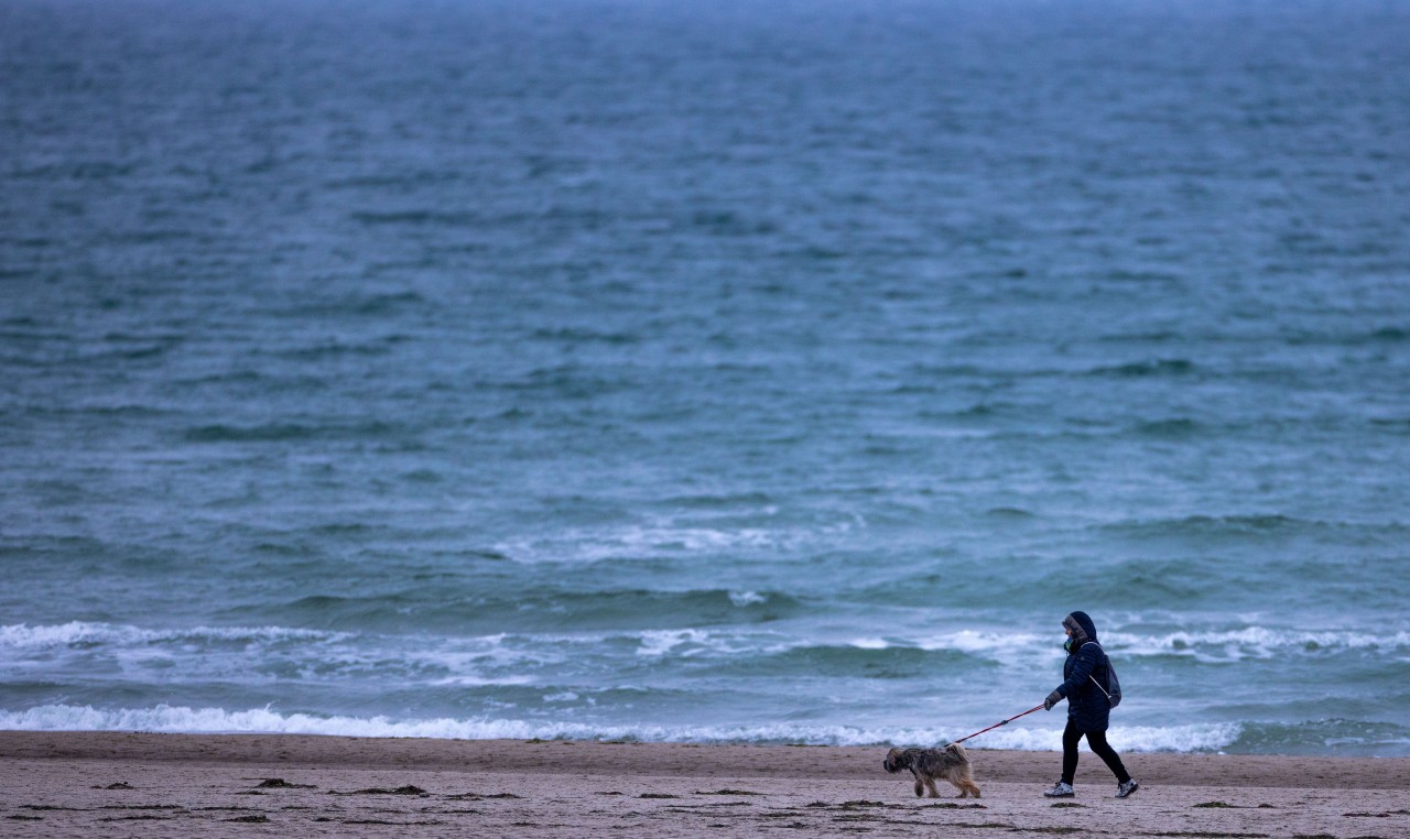 Der Strand von Sankt Peter-Ording ist ein beliebter Ort für ausgiebige Spaziergänge im dem Hund. (Symbolfoto)