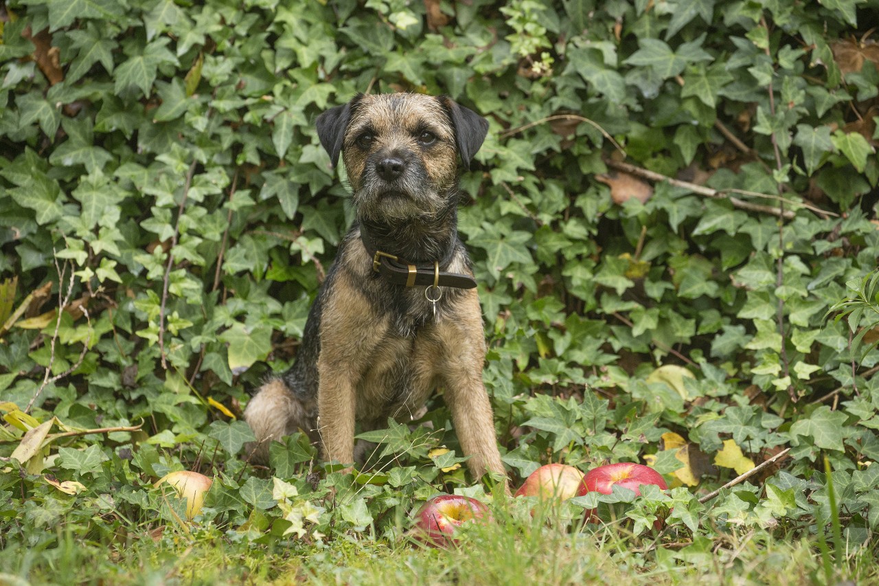 Hund: Der Vierbeiner erregt viel Aufmerksamkeit. (Symbolbild)