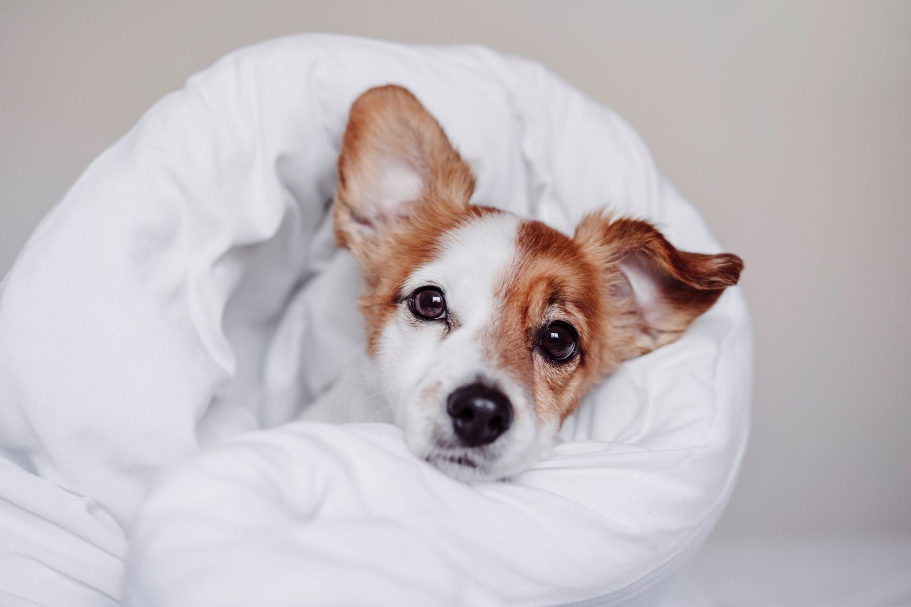 Der süße Pluto sucht ein neues Zuhause. Der Hund ist aus einem Tierheim in Rumänien gerettet worden. (Symbolfoto)