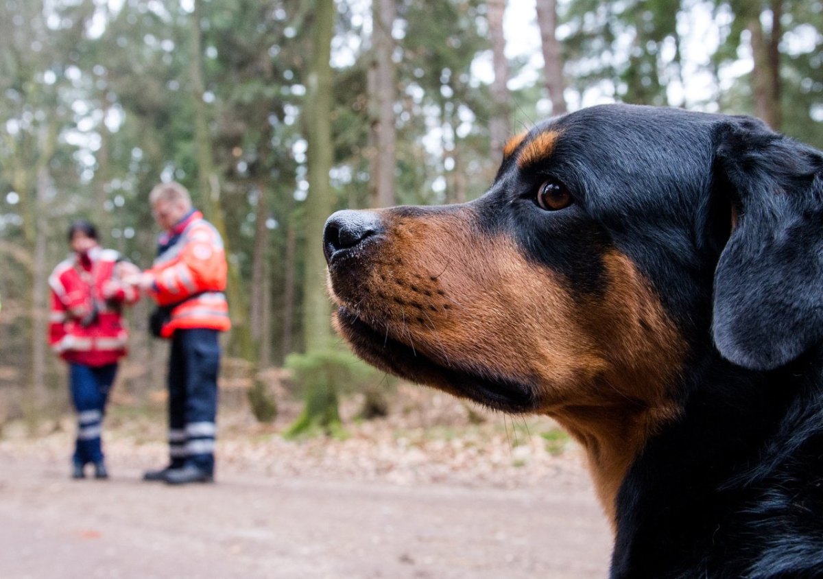 Hund.jpg