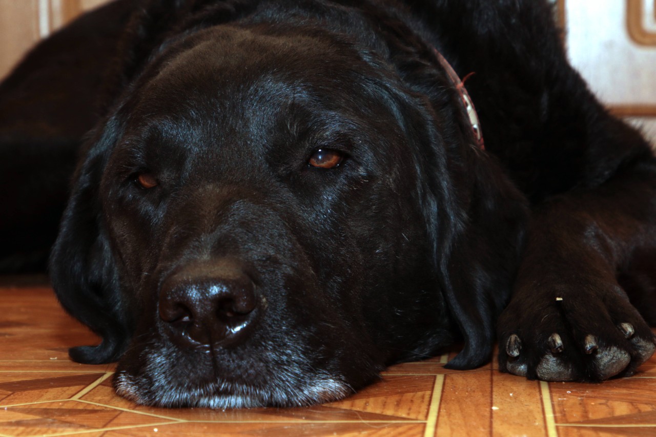 Was tun, wenn der Hund ständig Angst hat? Ein Experte gibt Tipps.