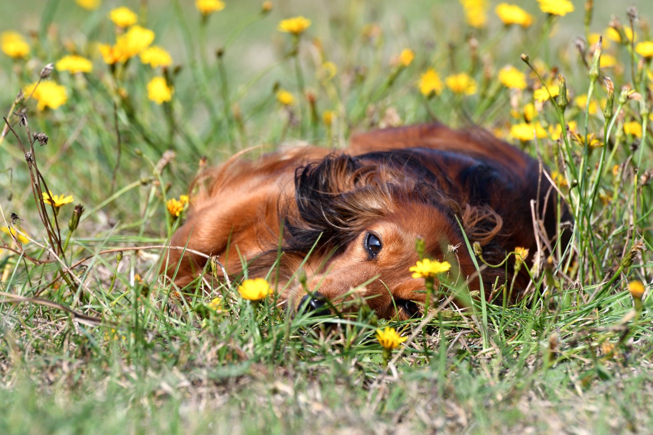 Gefahr für deinen Hund! Eine bestimmte Substanz sollte lieber nicht in seinem Maul landen. (Symbolbild)