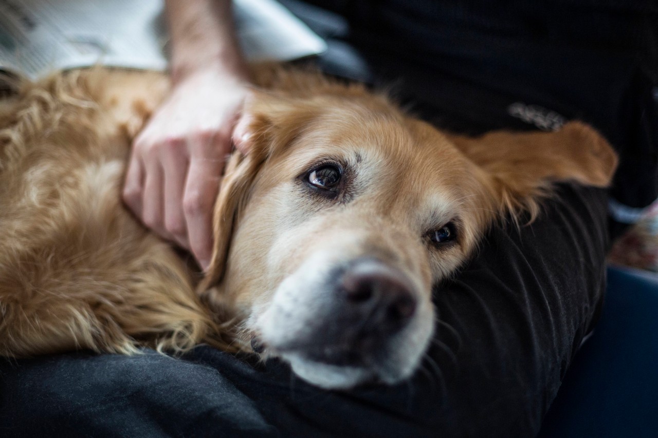 Der Golden Retriever Brody hat sein Herrchen ganz schön gefordert. (Symbolfoto)