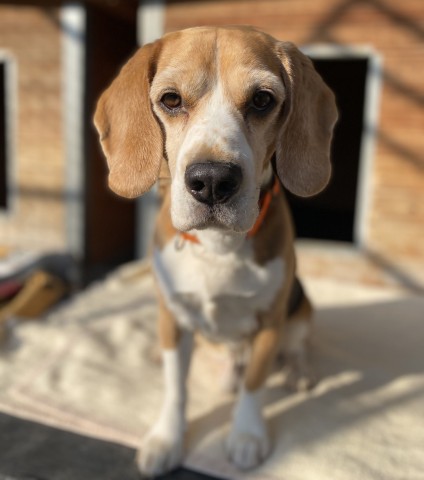 Hund Pepe aus NRW sucht ein neues Zuhause.