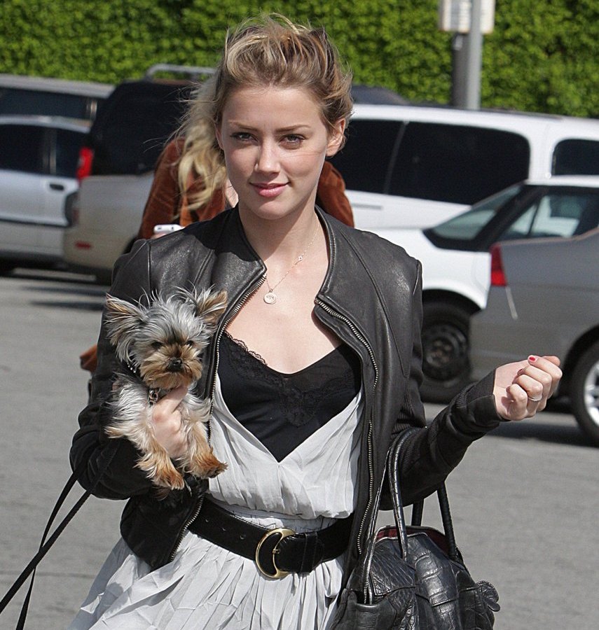Hund Amber Heard.jpg