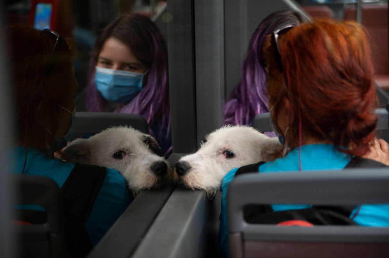 Eine Frau hat mit ihrem Hund im Zug der Deutschen Bahn einen Fehler gemacht. (Symbolbild)