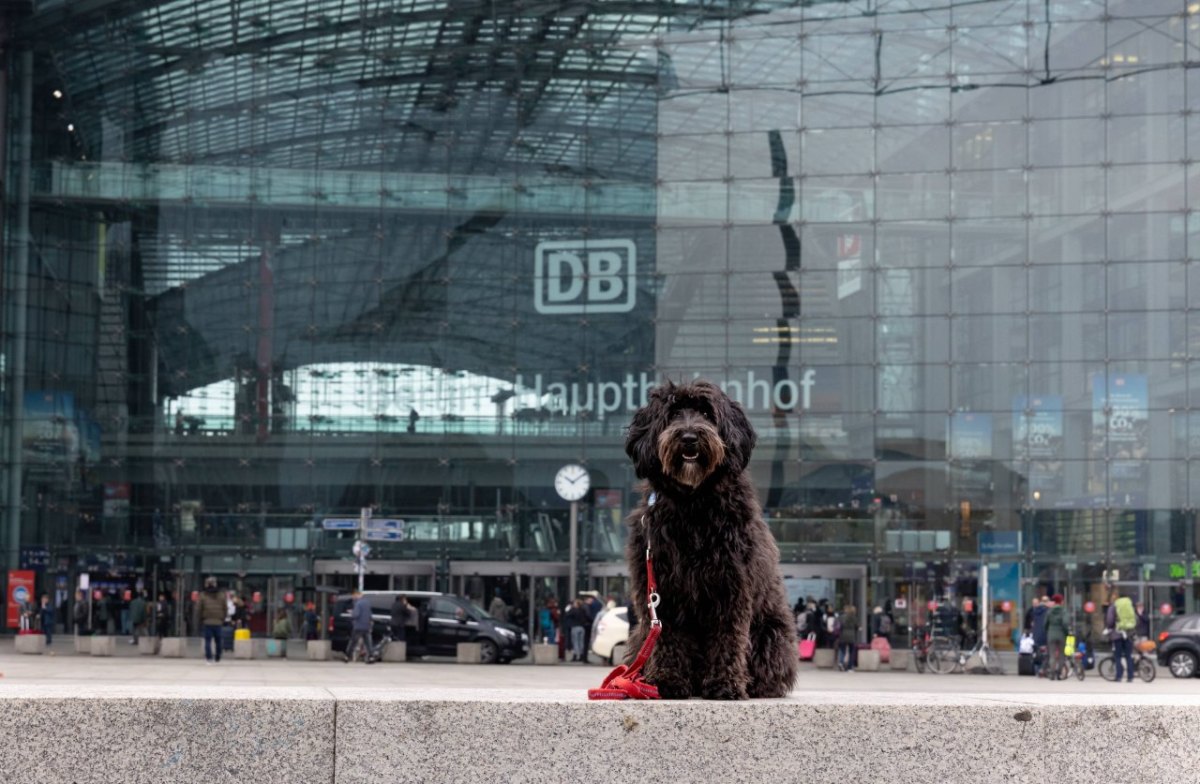 Hund Bahnhof.jpg